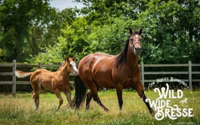 Wild Wide Bresse × Cutting au Look Out Ranch