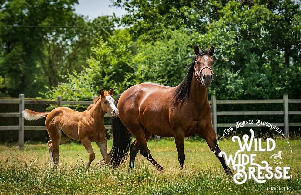 Wild Wide Bresse × Cutting au Look Out Ranch